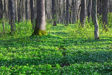 Anemon yeşil çim ve etrafındaki ağaçlarla.