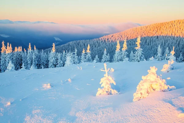 Forests covered with snow. — Stock Photo, Image