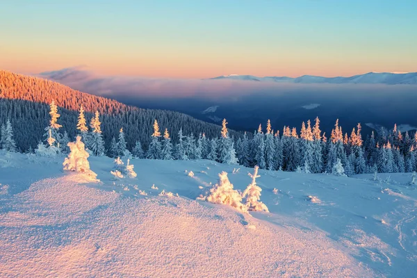 Forests covered with snow. — Stock Photo, Image
