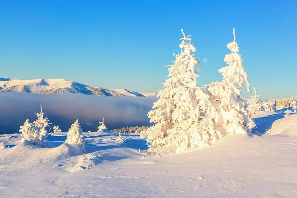 Bossen bedekt met sneeuw. — Stockfoto