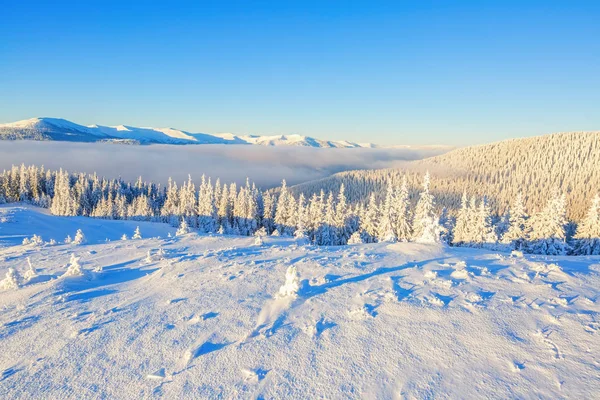 Bosques cubiertos de nieve . —  Fotos de Stock