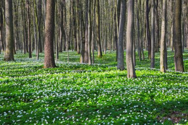 Siyah gölgeler yeşil çim ve beyaz çiçekleri ile çim üzerinde yalan