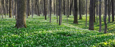 Beyaz campanula'lar ile kaplı çayır.