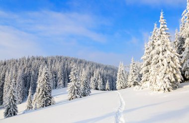 Karlı ormanı na yol yol.  