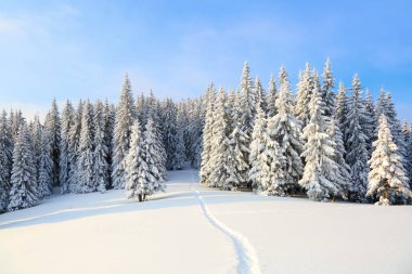 Karlı ormanı na yol yol.  