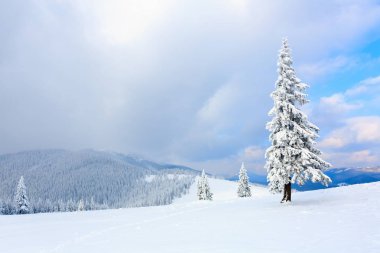 Ağaçların kar altında çimlerde vardır. 
