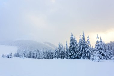 Köknar ağaçlarının çevresinde çim kar ile kaplı.   