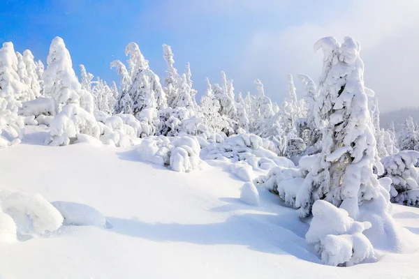 Los árboles bajo la nieve están en el césped . — Foto de Stock