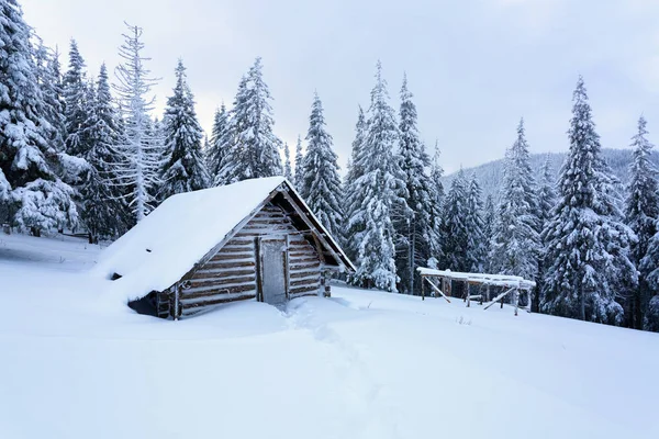 숲에서 오래 된 오두막. — 스톡 사진