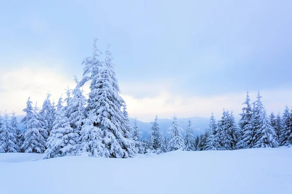 The trees under snow are on the lawn. — Stock Photo, Image