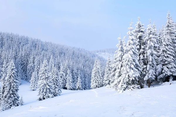 Los árboles están de pie con copos de nieve en el día de invierno . —  Fotos de Stock
