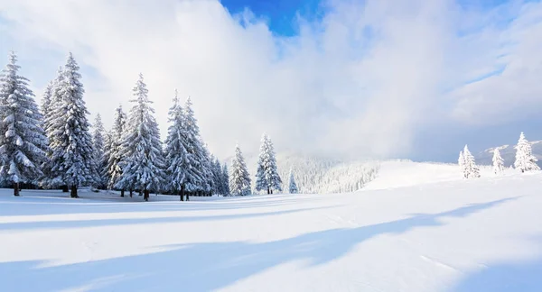 Panorama with trees in snow.