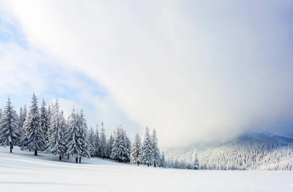 雪下树是在草坪上. — 图库照片