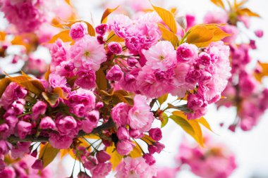 Büyük sevimli pembe kiraz çiçekleri.