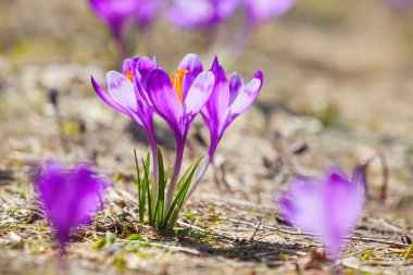 Fantastik mor çiğdemler. 