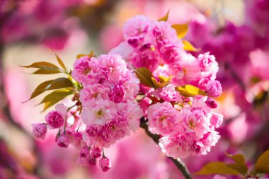 Pembe sakura çiçek ve büyük yeşil yaprakları.