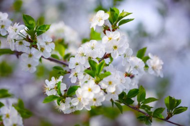 Gri bir arka plan üzerinde beyaz çiçekleri.