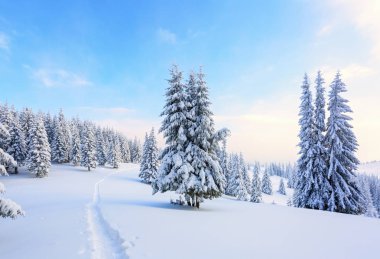 Karlı ormanı na yol yol.  