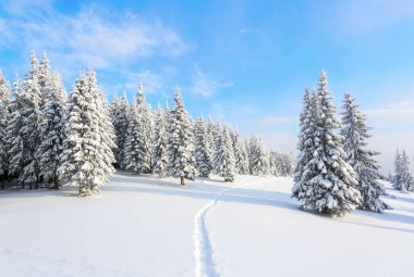 Karlı ormanı na yol yol.  