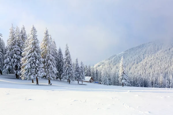 Los árboles bajo la nieve están en el césped . —  Fotos de Stock