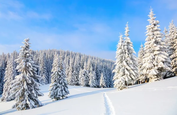 The path leads to the snowy forest. — Stock Photo, Image