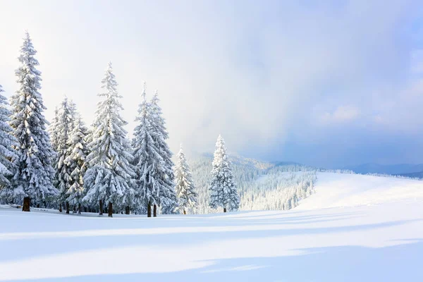 De bomen onder de sneeuw zijn op het gazon. — Stockfoto