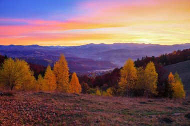 Genç ağaçlar Sarı yapraklar dağlarla çevrili ile huş ağacı.