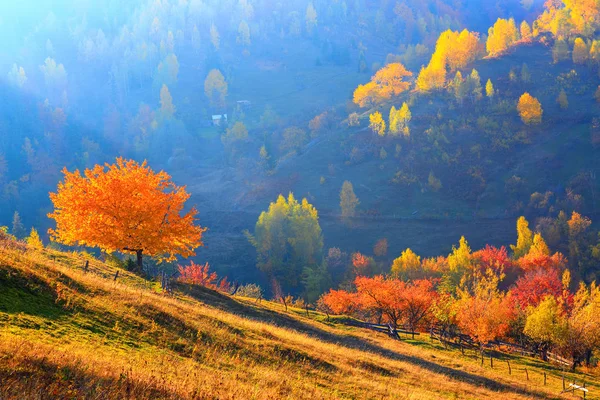 Ağaçlar, sarı ve kırmızı yaprakları ile kaplı. — Stok fotoğraf