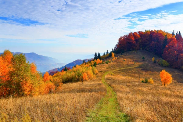 The wide trail leads to the beautiful golden forest. — Stock Photo, Image