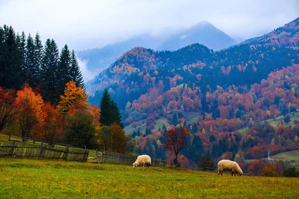 A beautiful brown sheeps stands on the lawn with a view of high mountains with fog. — Stock Photo, Image