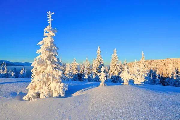 In una bella giornata gelida tra alte montagne e cime sono alberi magici ricoperti di bianca neve soffice contro il magico paesaggio invernale . — Foto Stock
