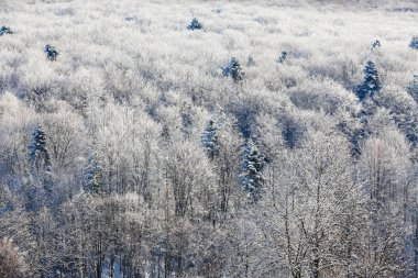 Ormanları inanılmaz sahne kar ile kaplı.