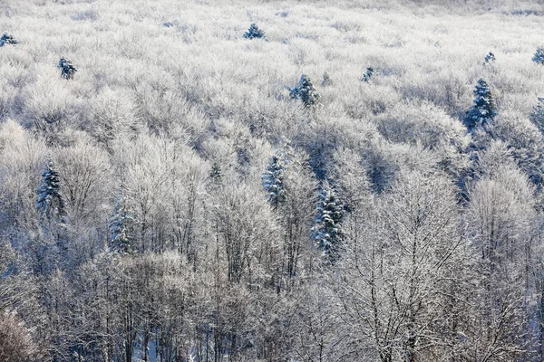 Ormanları inanılmaz sahne kar ile kaplı.
