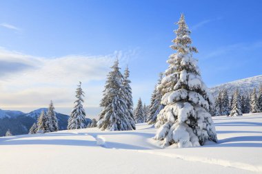 Soğuk, güneşli bir günde kışın ağaçlık arazide manzara. Beyaz karla kaplı ladin ağaçları. Duvar kâğıdı karlı arka plan. Konum: Carpathian, Ukrayna, Avrupa.