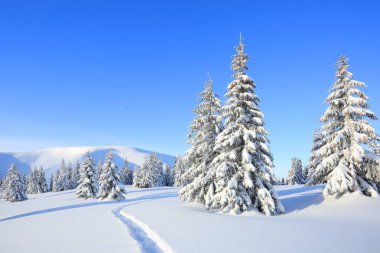 Soğuk kış sabahında görkemli bir manzara. Geniş patika. Noel Ormanı. Duvar kağıdı arka planı. Karpat Dağları, Ukrayna, Avrupa.
