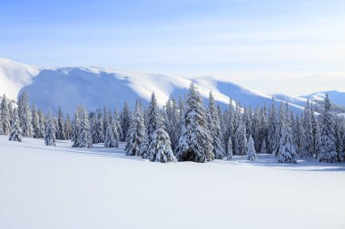 Görkemli kış manzarası. Karla kaplı çimenlikte ladin ağaçları soğuk bir günde kar taneleriyle dolup taşıyor. Yüksek dağların ve ormanların güzel manzarası. Duvar kağıdı arkaplanı.