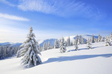 Soğuk, güneşli bir günde kışın ağaçlık arazide manzara. Beyaz karla kaplı ladin ağaçları. Duvar kâğıdı karlı arka plan. Konum: Carpathian, Ukrayna, Avrupa.