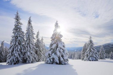 Soğuk kış sabahında güzel bir manzara. Kar yığınlarındaki tüylü köknar ağaçları çimlerin üzerinde karla kaplıydı. Duvar kağıdı arka planı. Konum Karpatlar, Ukrayna, Avrupa.