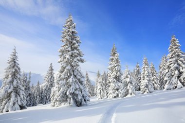 Güzel dağ manzarası. Kar yığınları arasında ağaçlarla kaplı kış manzarası. Ayak izleriyle kaplı çimenler. Karlı bir geçmişi olan yeni yıl ve Noel konsepti. Konum Karpatça.