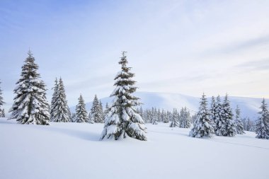 Soğuk kış sabahında güzel bir manzara. Kar yığınlarındaki tüylü köknar ağaçları çimlerin üzerinde karla kaplıydı. Duvar kağıdı arka planı. Konum Karpatlar, Ukrayna, Avrupa.