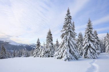 Soğuk, güneşli bir günde kışın ağaçlık arazide manzara. Beyaz karla kaplı ladin ağaçları. Duvar kâğıdı karlı arka plan. Konum: Carpathian, Ukrayna, Avrupa.