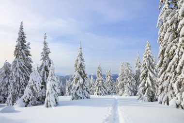 Soğuk kış sabahında görkemli bir manzara. Geniş patika. Noel Ormanı. Duvar kağıdı arka planı. Karpat Dağları, Ukrayna, Avrupa.