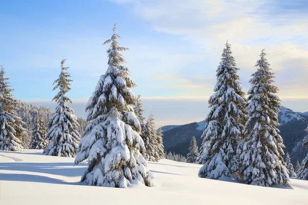 Landscape winter woodland in cold sunny day. Spruce trees covered with white snow. Wallpaper snowy background. Location place Carpathian, Ukraine, Europe.