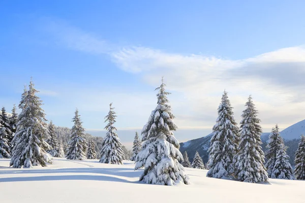 Landscape winter woodland in cold sunny day. Spruce trees covered with white snow. Wallpaper snowy background. Location place Carpathian, Ukraine, Europe. — Stock Photo, Image