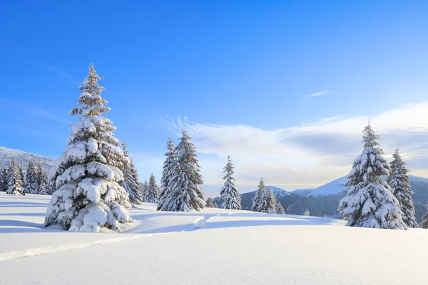 Paesaggio invernale maestoso. Sul prato coperto di neve gli abeti rossi sono in piedi versati con fiocchi di neve nella giornata gelida. Bellissimo paesaggio di alte montagne e foreste. sfondo carta da parati . — Foto Stock