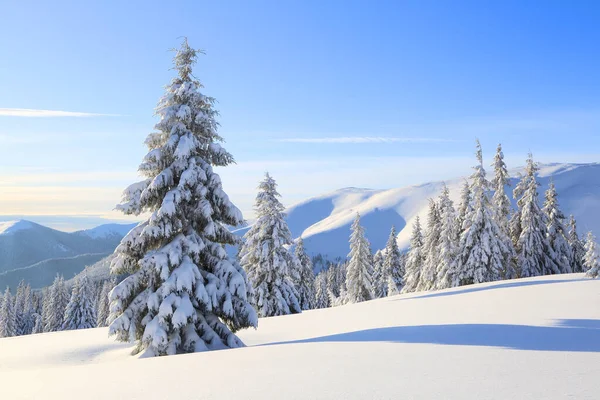 Majestoso cenário de inverno. No gramado coberto de neve as árvores de abeto estão de pé derramado com flocos de neve em dia gelado. Bela paisagem de altas montanhas e florestas. Papel de parede fundo . — Fotografia de Stock