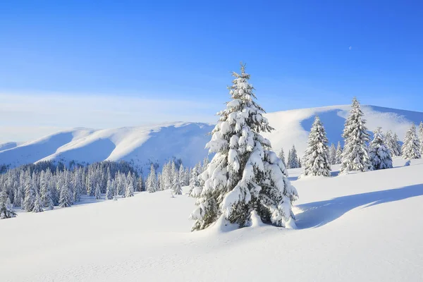 Paisaje bosque de invierno en frío día soleado. Abeto cubierto de nieve blanca. Fondo de pantalla fondo nevado. Lugar de ubicación Cárpatos, Ucrania, Europa . —  Fotos de Stock