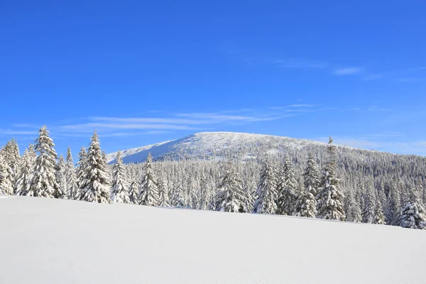 높은 산, 나무, 푸른 하늘의 아름다운 풍경. 겨울 풍경. 하얀 눈으로 덮여 있는 잔디밭. 우크라이나, 카르파티아, 유럽의 위치. — 스톡 사진