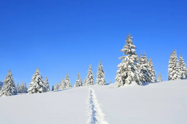 추운 겨울 아침의 장엄 한 풍경입니다. 넓은 길. 크리스마스 숲. 벽지 배경. 우크라이나, 유럽의 카르파티아 산맥의 위치. — 스톡 사진