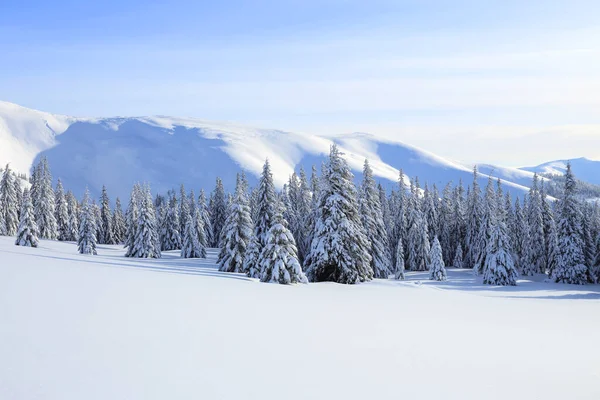 Majestuoso paisaje invernal. En el césped cubierto de nieve, los abetos están de pie vertidos con copos de nieve en un día helado. Hermoso paisaje de altas montañas y bosques. Fondo de pantalla . —  Fotos de Stock